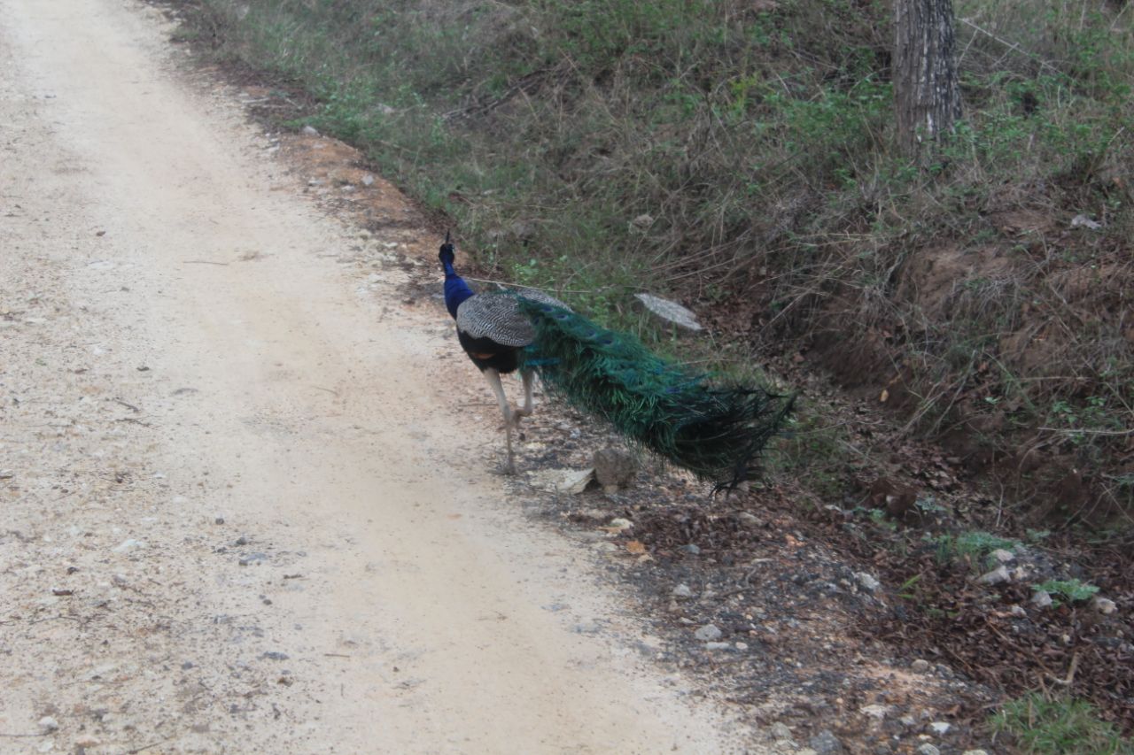 ವನ್ಯಜೀವಿ ದಾಮ ಬಂಡೀಪುರ