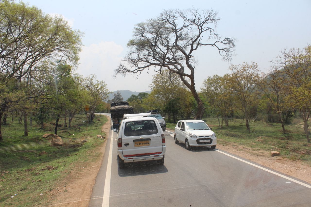 ವನ್ಯಜೀವಿ ದಾಮ ಬಂಡೀಪುರ ಅತ್ಯಂತ ರೋಮಾಂಚನಕಾರಿ.