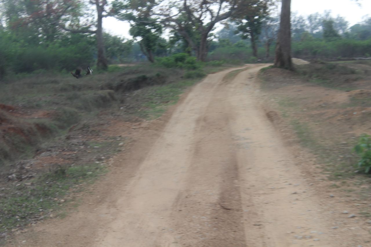 ವನ್ಯಜೀವಿ ದಾಮ ಬಂಡೀಪುರ ಅತ್ಯಂತ ರೋಮಾಂಚನಕಾರಿ.