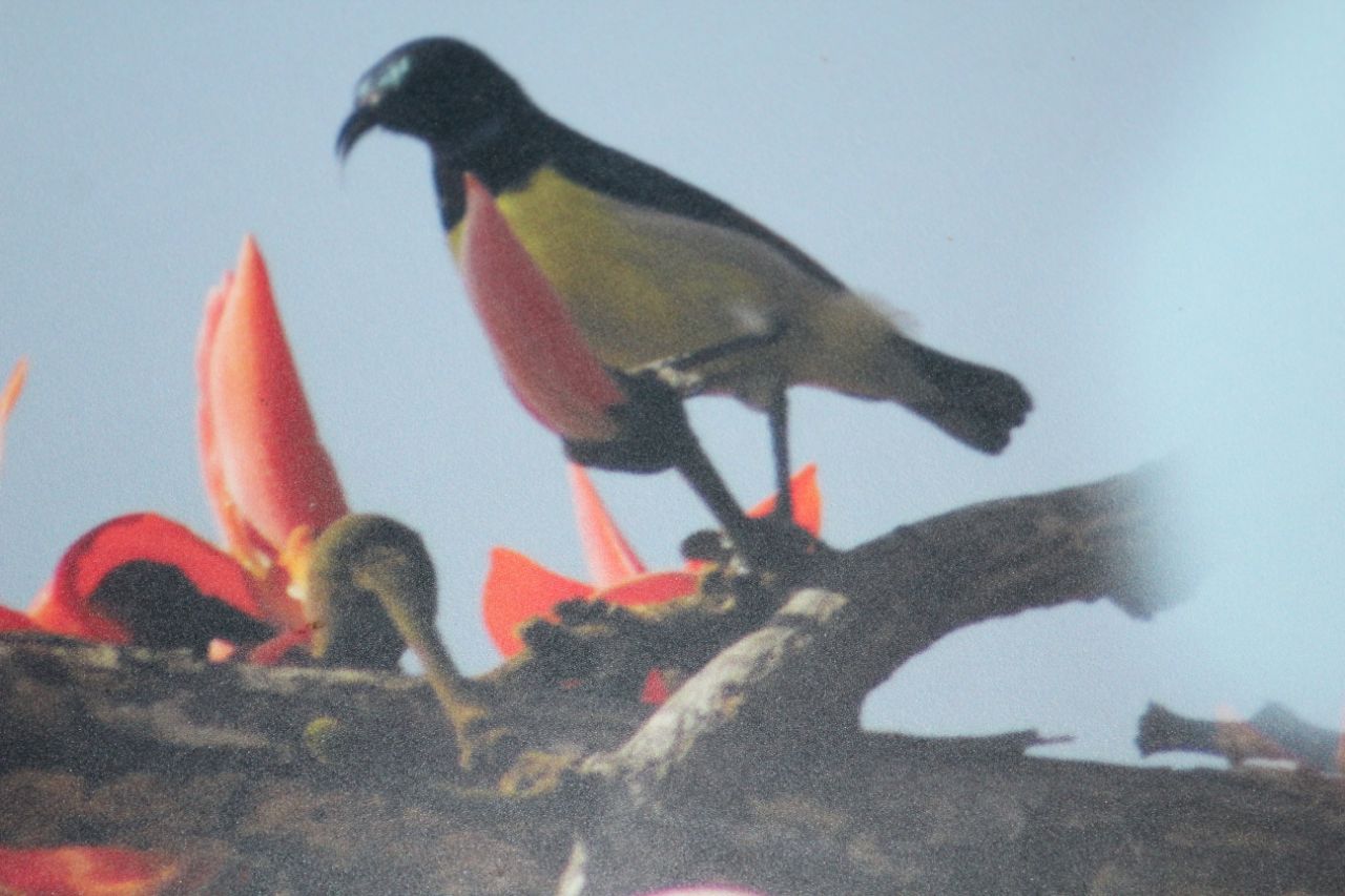 ವನ್ಯಜೀವಿ ದಾಮ ಬಂಡೀಪುರ ಅತ್ಯಂತ ರೋಮಾಂಚನಕಾರಿ.