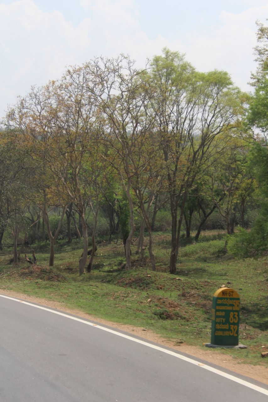 ವನ್ಯಜೀವಿ ದಾಮ ಬಂಡೀಪುರ ಅತ್ಯಂತ ರೋಮಾಂಚನಕಾರಿ.