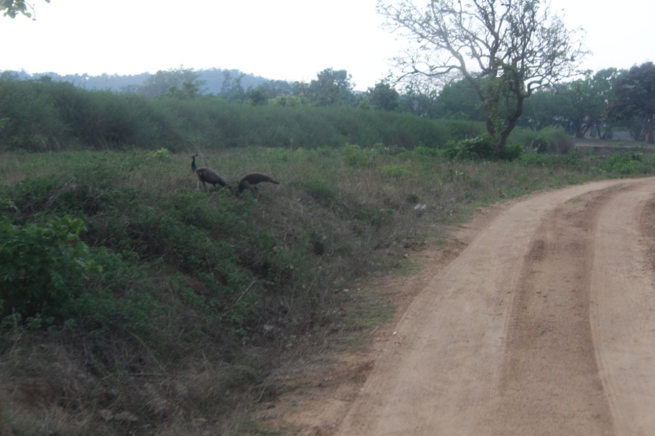 ವನ್ಯಜೀವಿ ದಾಮ ಬಂಡೀಪುರ ಅತ್ಯಂತ ರೋಮಾಂಚನಕಾರಿ.