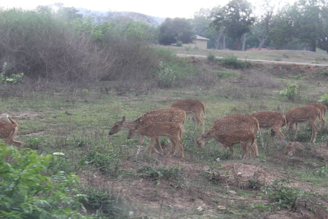 ವನ್ಯಜೀವಿ ದಾಮ ಬಂಡೀಪುರ ಅತ್ಯಂತ ರೋಮಾಂಚನಕಾರಿ.