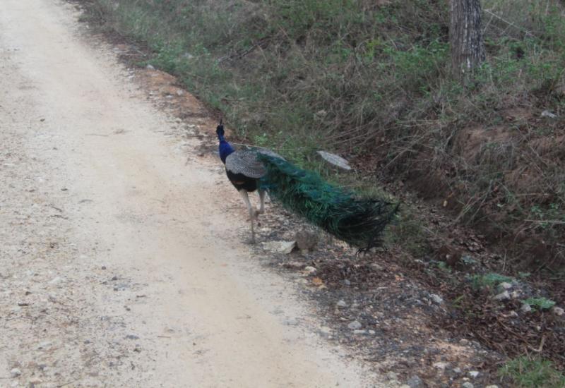 ವನ್ಯಜೀವಿ ದಾಮ ಬಂಡೀಪುರ